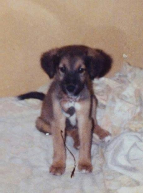 A Fond Memory ❤🐕