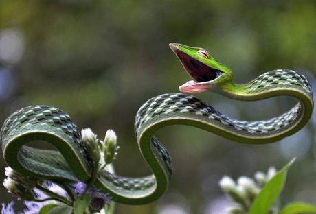 Green Vine Snake