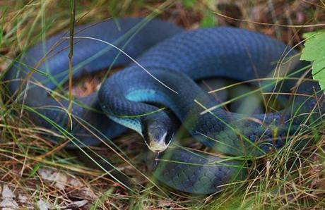 Eastern Blue Racer