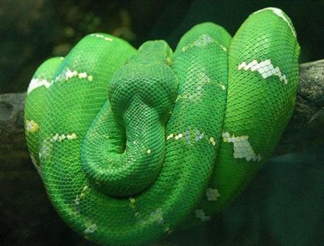 Emerald Tree Boa