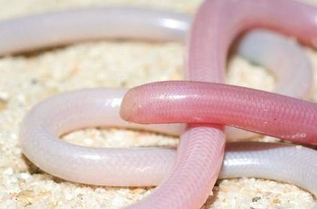 The Blind Snake