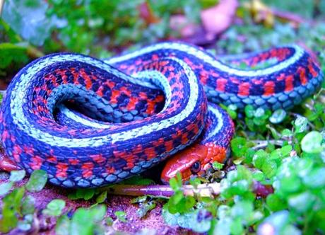 California Red-Sided Garter Snake