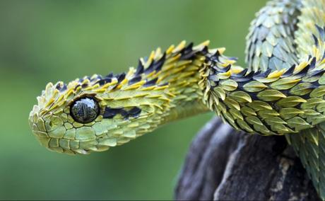 Spiny Bush Viper