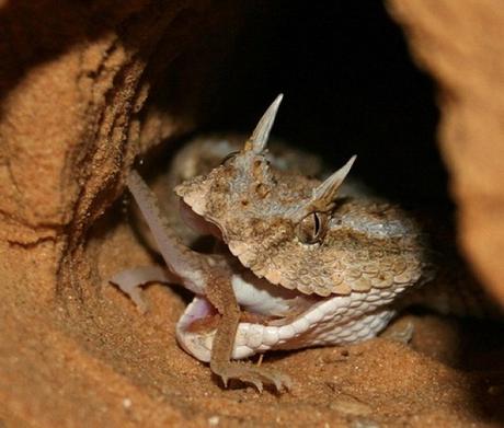 Horned Desert Viper