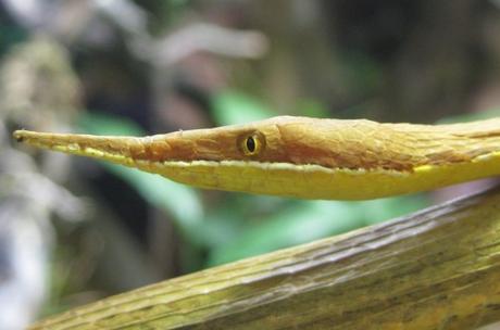 Unusual Leaf-Nosed Snake