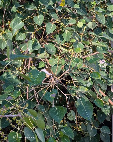 Arasa Maram and a brown Song bird (Cuckoo) ~ நீலக் குயிலிருந்து நீண்டகதை சொல்லுவதும் !! Arasa Maram and a brown Song bird (Cuckoo) ~ நீலக் குயிலிருந்து நீண்டகதை சொல்லுவதும் !!