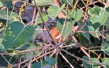 Arasa Maram and a brown Song bird (Cuckoo) ~ நீலக் குயிலிருந்து நீண்டகதை சொல்லுவதும் !! Arasa Maram and a brown Song bird (Cuckoo) ~ நீலக் குயிலிருந்து நீண்டகதை சொல்லுவதும் !!