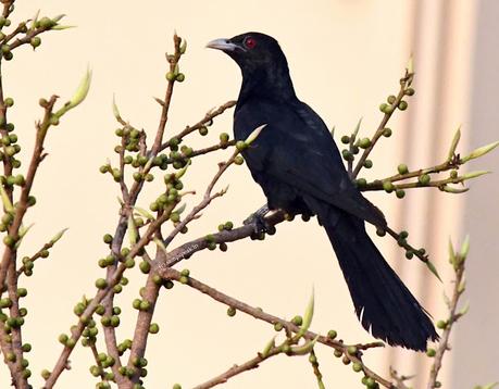 Arasa Maram and a brown Song bird (Cuckoo) ~ நீலக் குயிலிருந்து நீண்டகதை சொல்லுவதும் !! Arasa Maram and a brown Song bird (Cuckoo) ~ நீலக் குயிலிருந்து நீண்டகதை சொல்லுவதும் !!