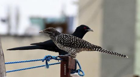 Arasa Maram and a brown Song bird (Cuckoo) ~ நீலக் குயிலிருந்து நீண்டகதை சொல்லுவதும் !! Arasa Maram and a brown Song bird (Cuckoo) ~ நீலக் குயிலிருந்து நீண்டகதை சொல்லுவதும் !!