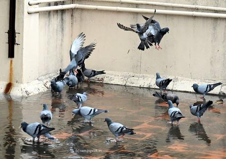 Heavy rains predicted !  ~    Chennai residents' panic reaction