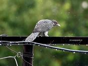 Rains, Bengaluru Test, Birds மகராணி வரவை ராப் பகலா மனசு தேடுதடி..