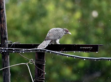 Rains, Bengaluru Test, Birds and .. ..  மகராணி உன் வரவை !! ராப் பகலா எம் மனசு தேடுதடி..