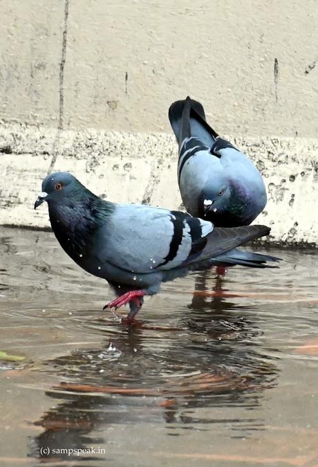 it rained in Chennai !!!   ~   'வான் சிறப்பு'    தடிந்தெழிலி   !? !!  ???