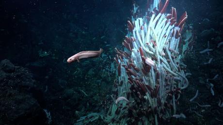 Scientists make surprising discovery of life in the ‘underworld’ of the seabed