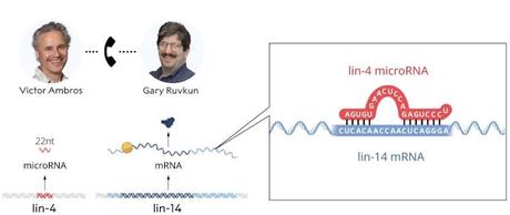 MicroRNA − a new Nobel laureate describes the scientific process of discovering these tiny molecules that turn genes on and off