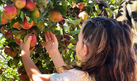 Apple Picking  ...   A Family Tradition