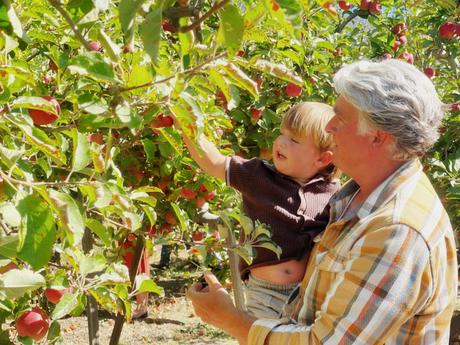 Apple Picking  ...   A Family Tradition