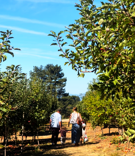 Apple Picking  ...   A Family Tradition