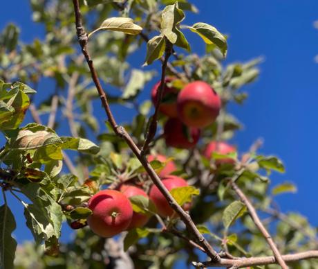 Apple Picking  ...   A Family Tradition