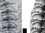 300-million-year-old Fossils Finally Reveal Head Giant Centipede-like Creature