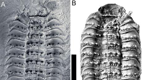 300-million-year-old fossils finally reveal the head of a giant centipede-like creature