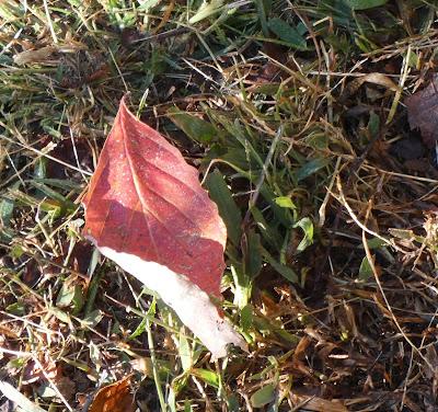 Autumn Leaves in the Spotlight