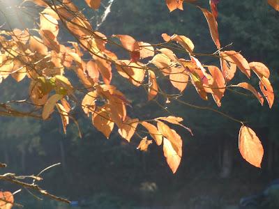 Autumn Leaves in the Spotlight