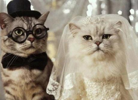 Cats Getting Married