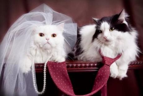 Cats Getting Married