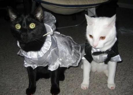 Cats Getting Married