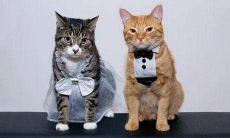 Cats Getting Married