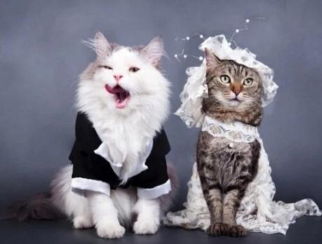 Cats Getting Married