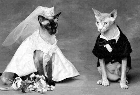 Cats Getting Married