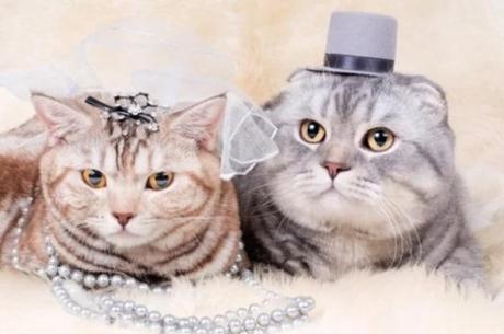 Cats Getting Married