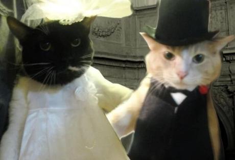 Cats Getting Married