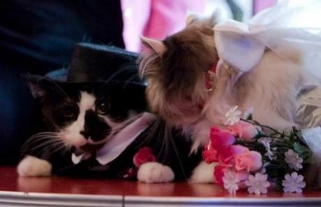 Cats Getting Married