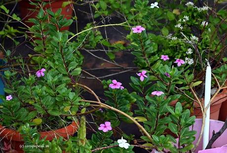 flowers bloom after rain !