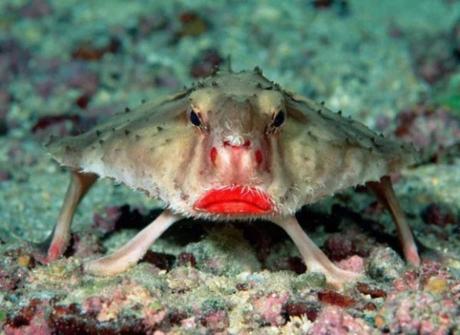 Grumpy Looking red-lipped batfish