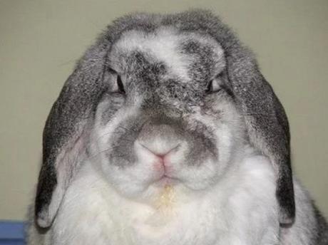 Grumpy Looking Rabbit