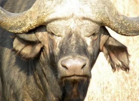 Grumpy Looking Buffalo