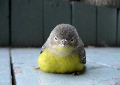 Grumpy Looking Bird