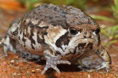 Grumpy Looking Toad