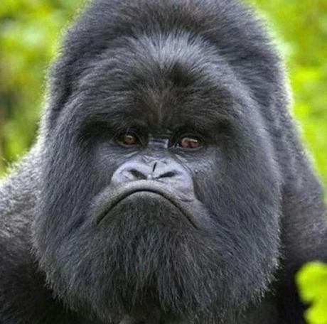 Grumpy Gorilla