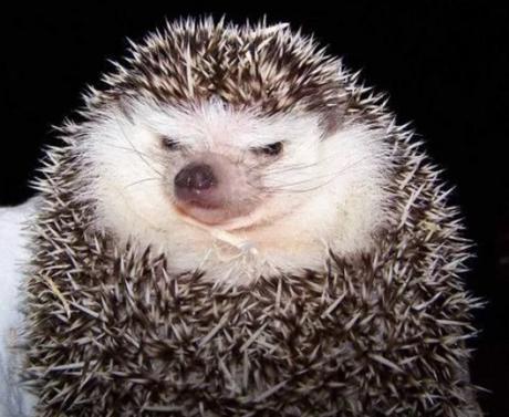 Grumpy Looking Hedgehog