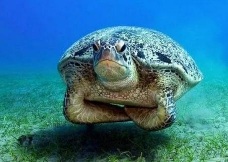 Grumpy Looking Turtle