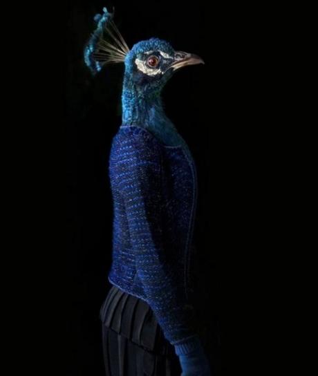 Peacock Dressed in Latest Fashion