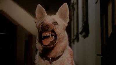 Ten Days of Terror!: White Dog