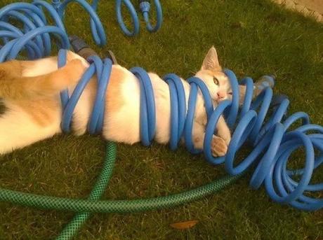 Cat stuck in a water hose