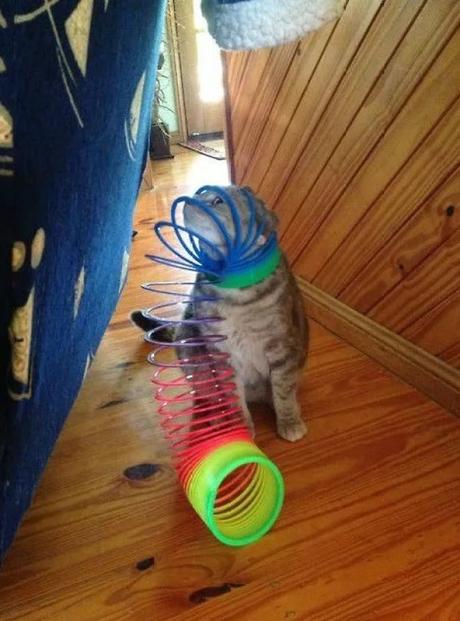 Cat stuck in a slinky