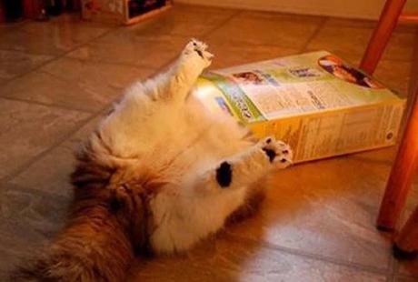 Cat stuck in a cereal box